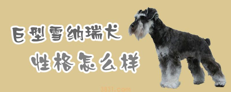 巨型雪纳瑞犬性格怎么样(图1)