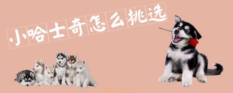 小哈士奇怎么挑选(图1)