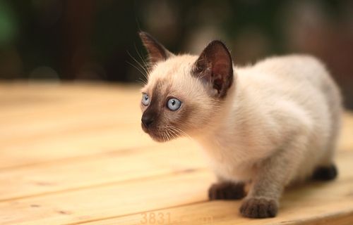 暹罗猫多少钱一只 暹罗猫价格图片(图1)