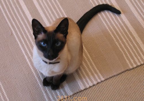 暹罗猫怎么驱虫 暹罗猫适合驱虫年龄(图1)