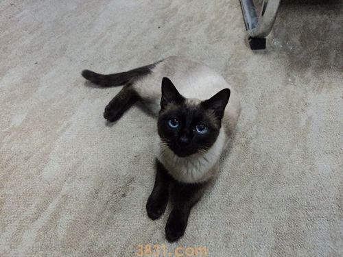 暹罗猫吃什么猫粮 暹罗猫喂养指南(图1)