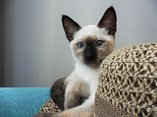 暹罗猫怎么看纯不纯 暹罗猫品相特点介绍(图1)