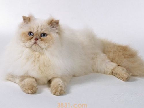 波斯猫怎么挑选 波斯猫挑选攻略(图1)