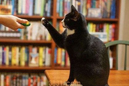 怎么训练猫不咬人 调教猫咪不再咬人方法(图2)
