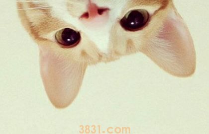 怎么训练猫不咬人 调教猫咪不再咬人方法(图1)