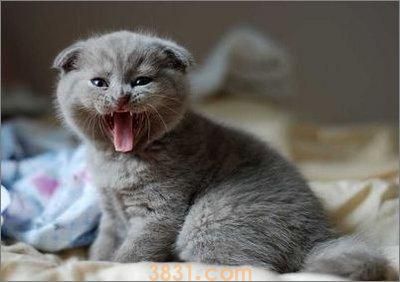 怎么训练猫不咬人 调教猫咪不再咬人方法(图3)