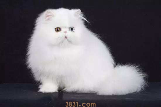 波斯猫多少钱一只 宠物猫波斯猫价格(图1)