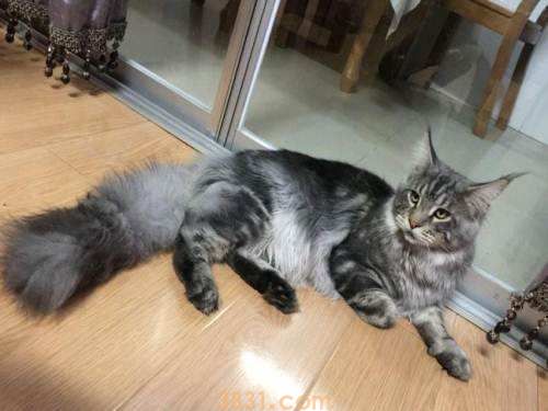 缅因猫性格好吗 缅因猫性格特点介绍(图1)