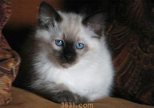 巴厘猫能活多少年 巴厘猫寿命介绍(图1)