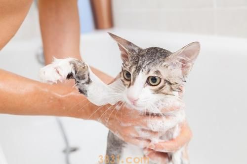 夏天怎么给猫咪洗澡 夏天猫咪洗澡水温介绍(图1)