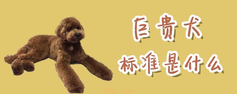 巨贵犬标准是什么(图1)