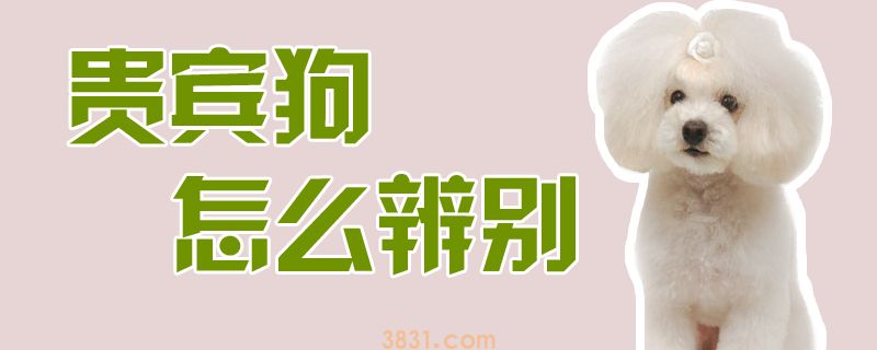 贵宾狗怎么辨别(图1)