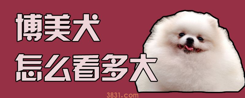 博美犬怎么看多大(图1)