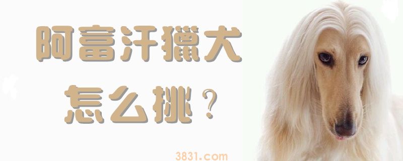 阿富汗猎犬怎么挑(图1)