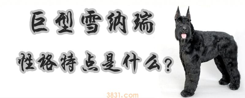 巨型雪纳瑞性格特点是什么(图1)
