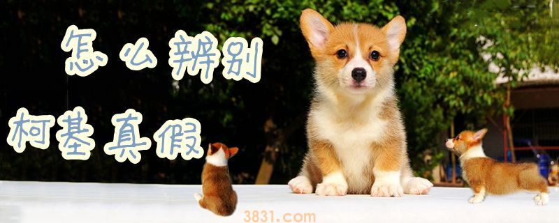 怎么辨别柯基真假(图1)