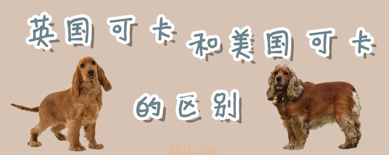 英国可卡和美国可卡的区别是什么(图1)