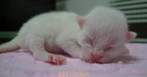 怎么辨别新生猫咪公母 猫咪雌雄辨别方法(图1)