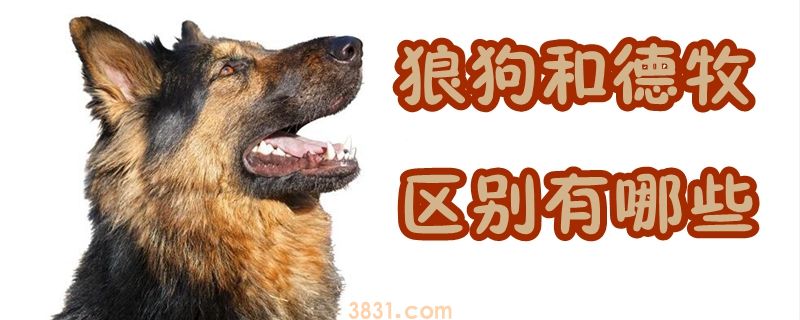 狼狗和德牧的区别有哪些(图1)