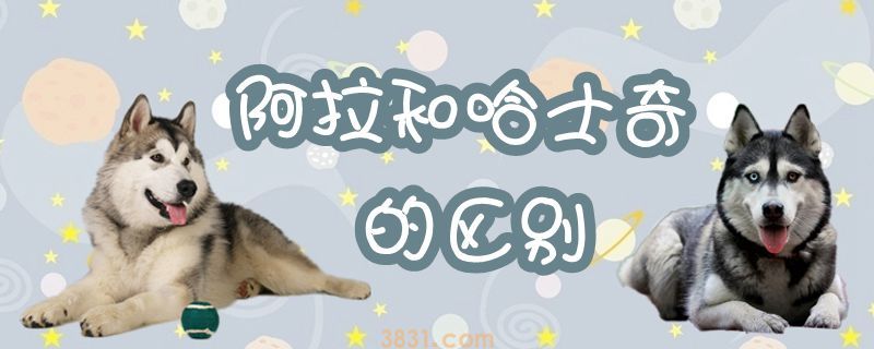 阿拉和哈士奇的区别是什么(图1)
