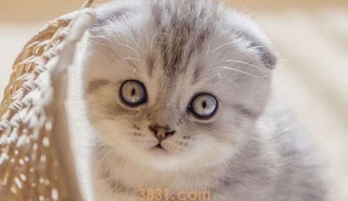 折耳猫怎么繁殖 折耳猫繁殖注意事项(图1)