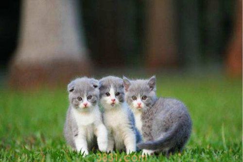 折耳猫怎么繁殖 折耳猫繁殖注意事项(图2)