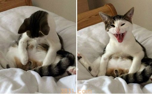 公猫绝育后性格会变吗 公猫绝育性格变化(图1)