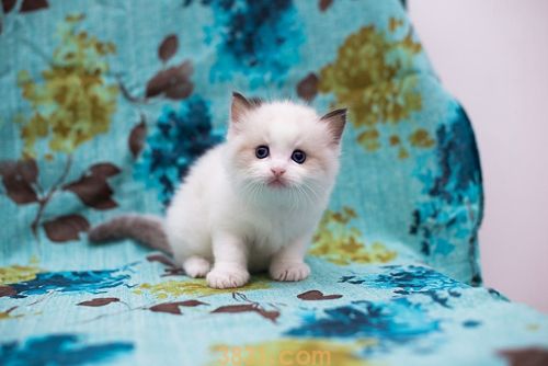 布偶猫遗传病有哪些 布偶猫遗传病治疗方法(图1)