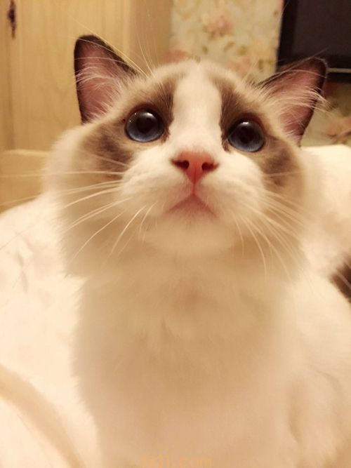 布偶猫遗传病有哪些 布偶猫遗传病治疗方法(图2)