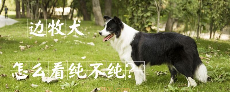 边牧犬怎么看纯不纯(图1)