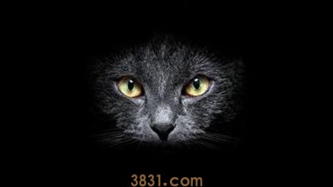 猫咪眼睛为什么会发光 猫咪眼睛发光原理(图1)