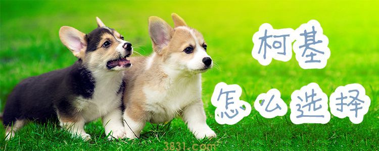 柯基怎么选择(图1)