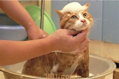 为什么猫咪怕水 猫咪怕水是什么原因(图1)