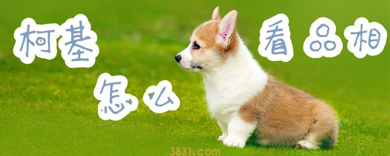 柯基怎么看品相(图1)