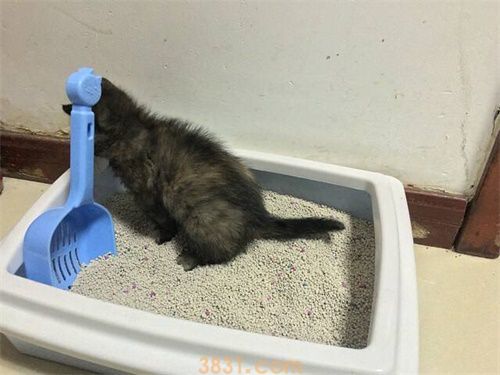 猫咪便秘怎么办 猫咪便秘解决办法(图1)