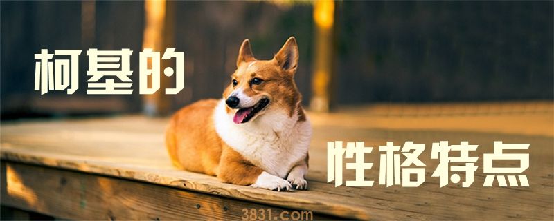 柯基的性格特点(图1)