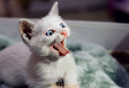 猫咪眼屎多怎么回事 猫咪眼屎多原因(图1)