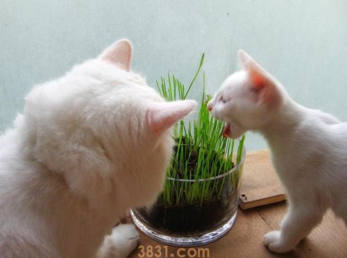 猫草和化毛膏哪个效果更好 二者效果选择推荐(图1)