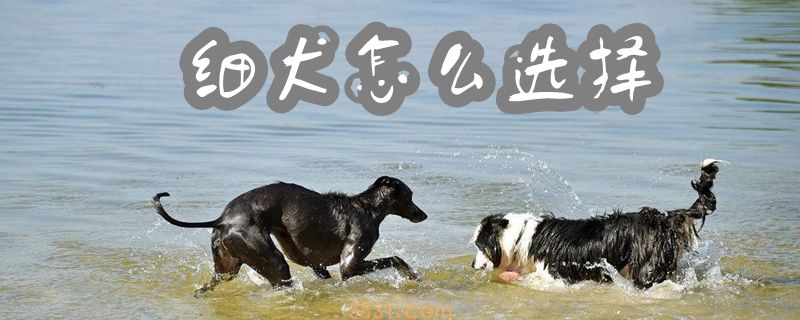 细犬怎么选择(图1)