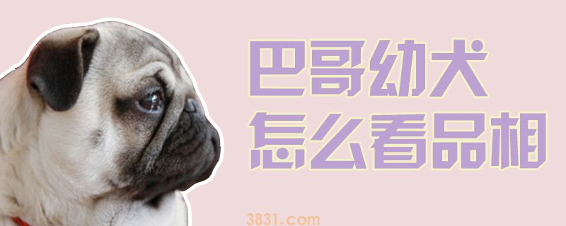 巴哥幼犬怎么看品相(图1)