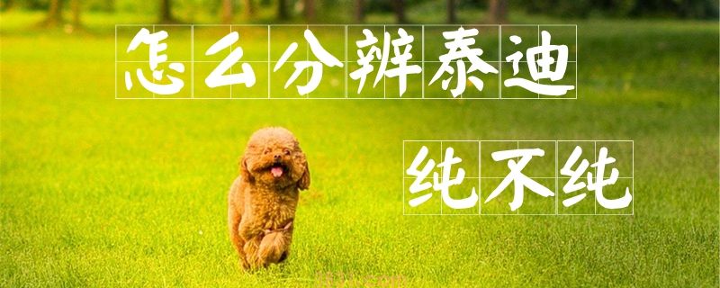 怎么分辨泰迪纯不纯(图1)