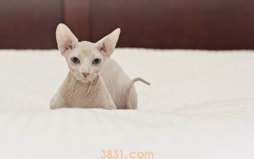 无毛猫种类有哪些 无毛猫品种介绍(图2)