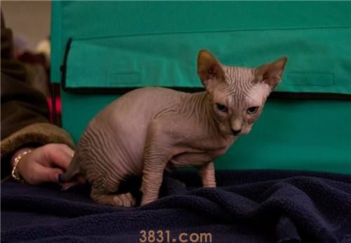 加拿大无毛猫价格多少 无毛猫价格(图1)