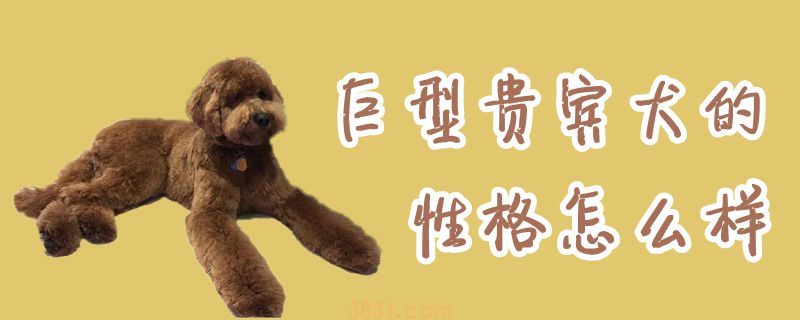 巨型贵宾犬的性格怎么样(图1)
