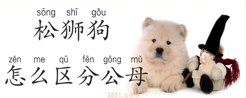 松狮狗怎么区分公母(图1)