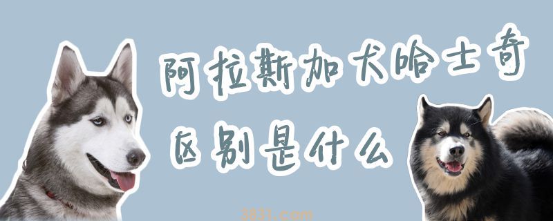 阿拉斯加犬哈士奇区别是什么(图1)