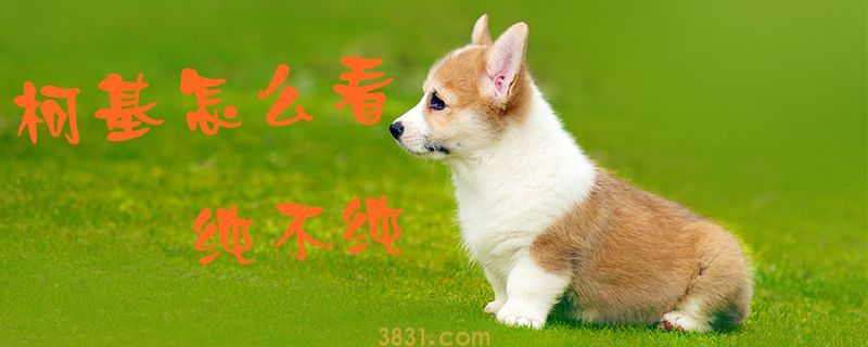 柯基怎么看纯不纯(图1)