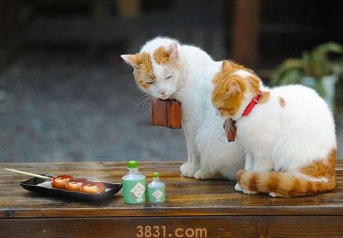 什么属相不能养猫 和猫不相合的属相(图1)