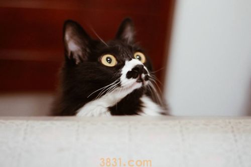 养猫和养狗哪个省钱 养猫年均成本4000(图1)