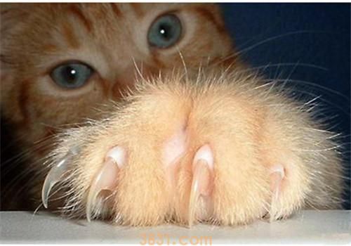猫咪剪指甲流血怎么办 猫咪剪指甲流血处理方法(图1)